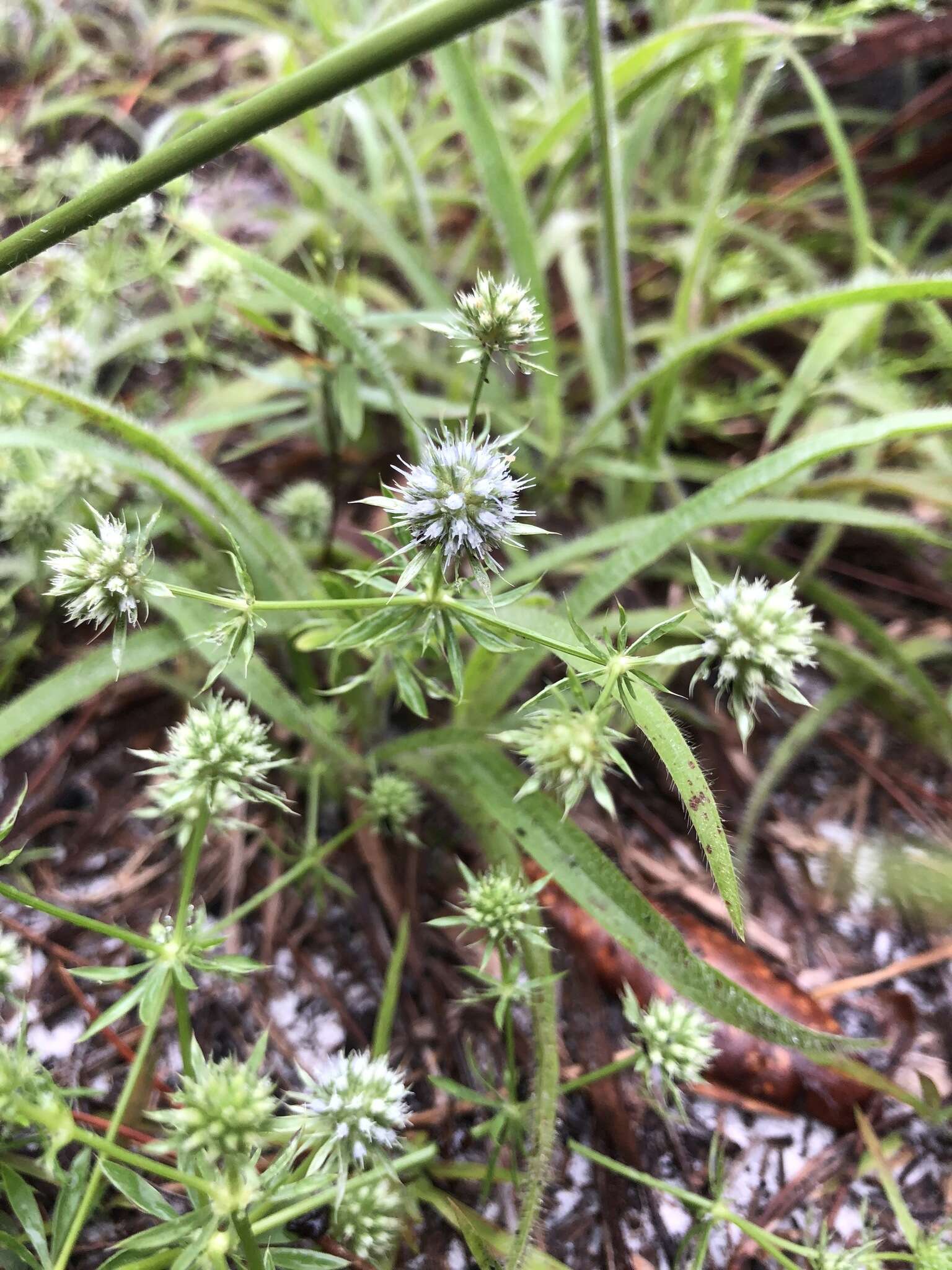 Eryngium aromaticum Baldw. resmi