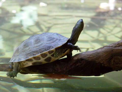 Image of Chinese Stripe-necked Turtle