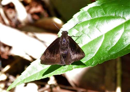 Image of Aethilla echina Hewitson 1870