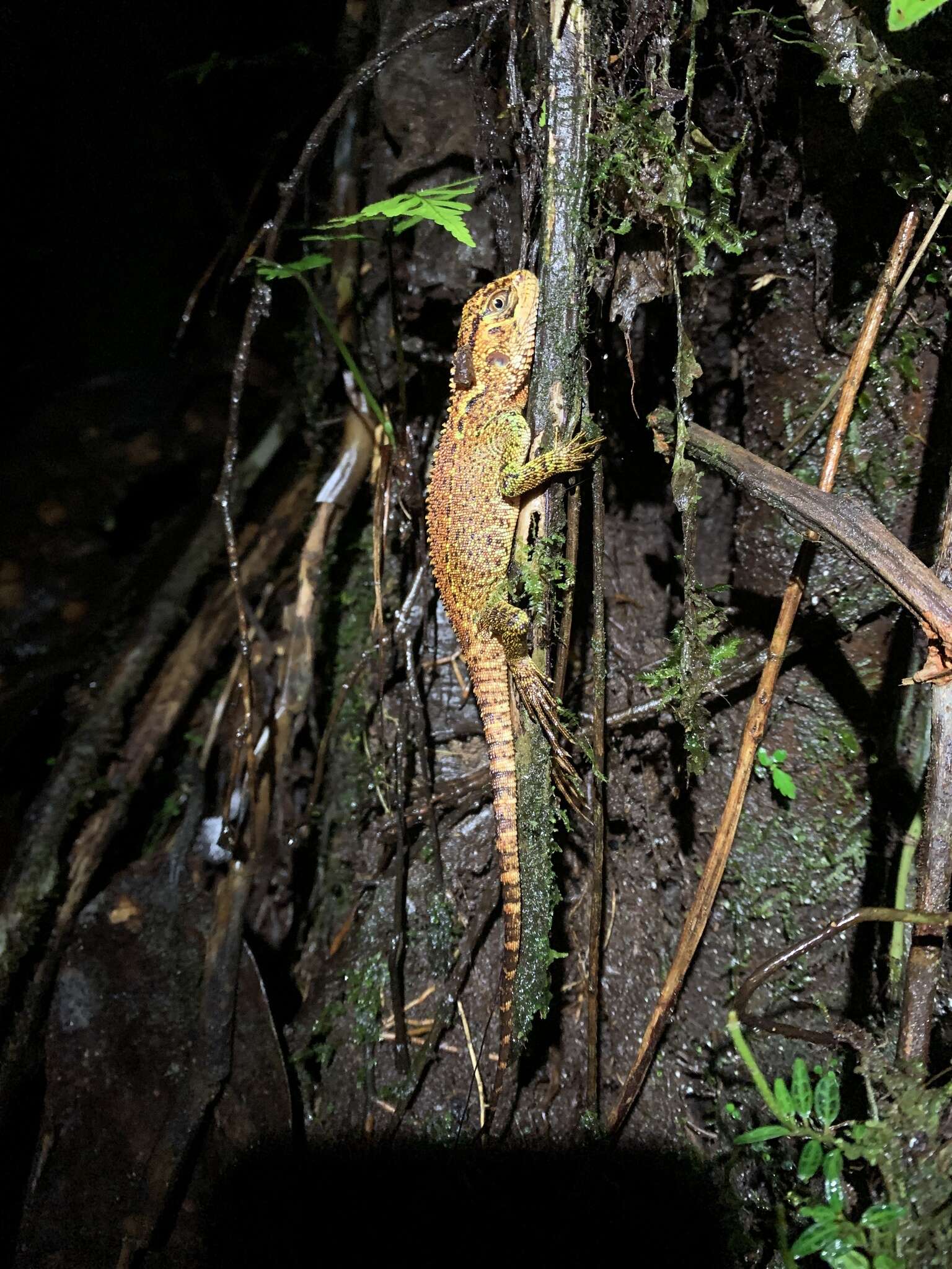 Image of Canelos Woodlizard