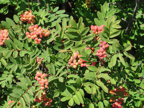 Image of western mountain ash