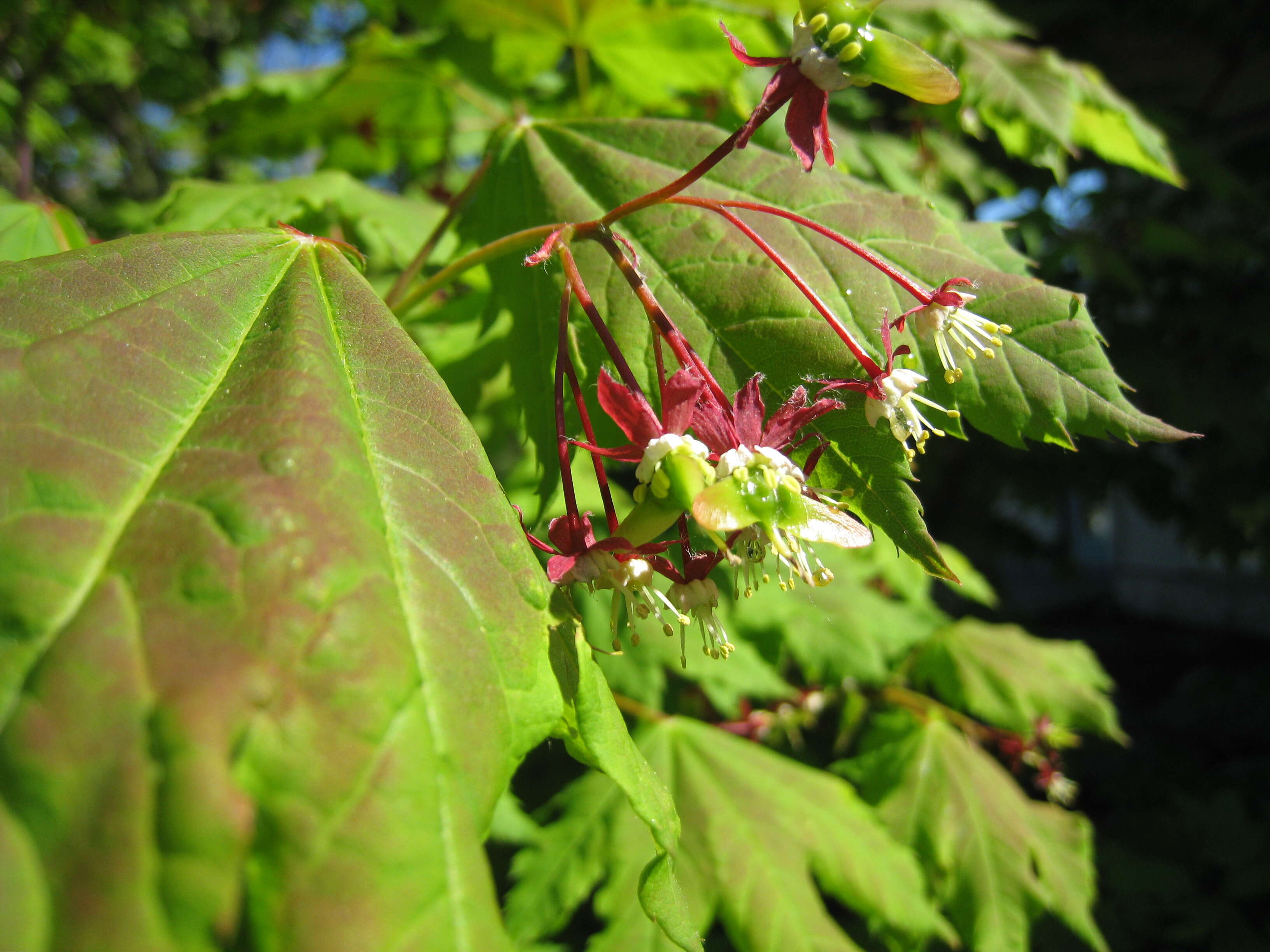 Imagem de Acer circinatum Pursh