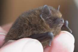 Image of pipistrelle, common pipistrelle