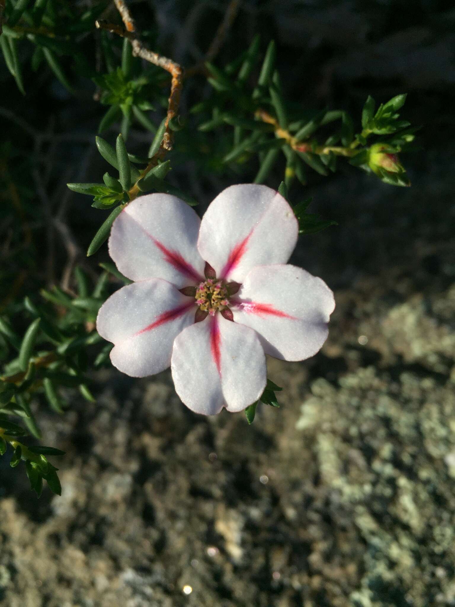 Image of Adenandra uniflora (L.) Willd.