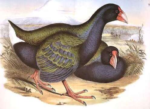 Image of Swamphen