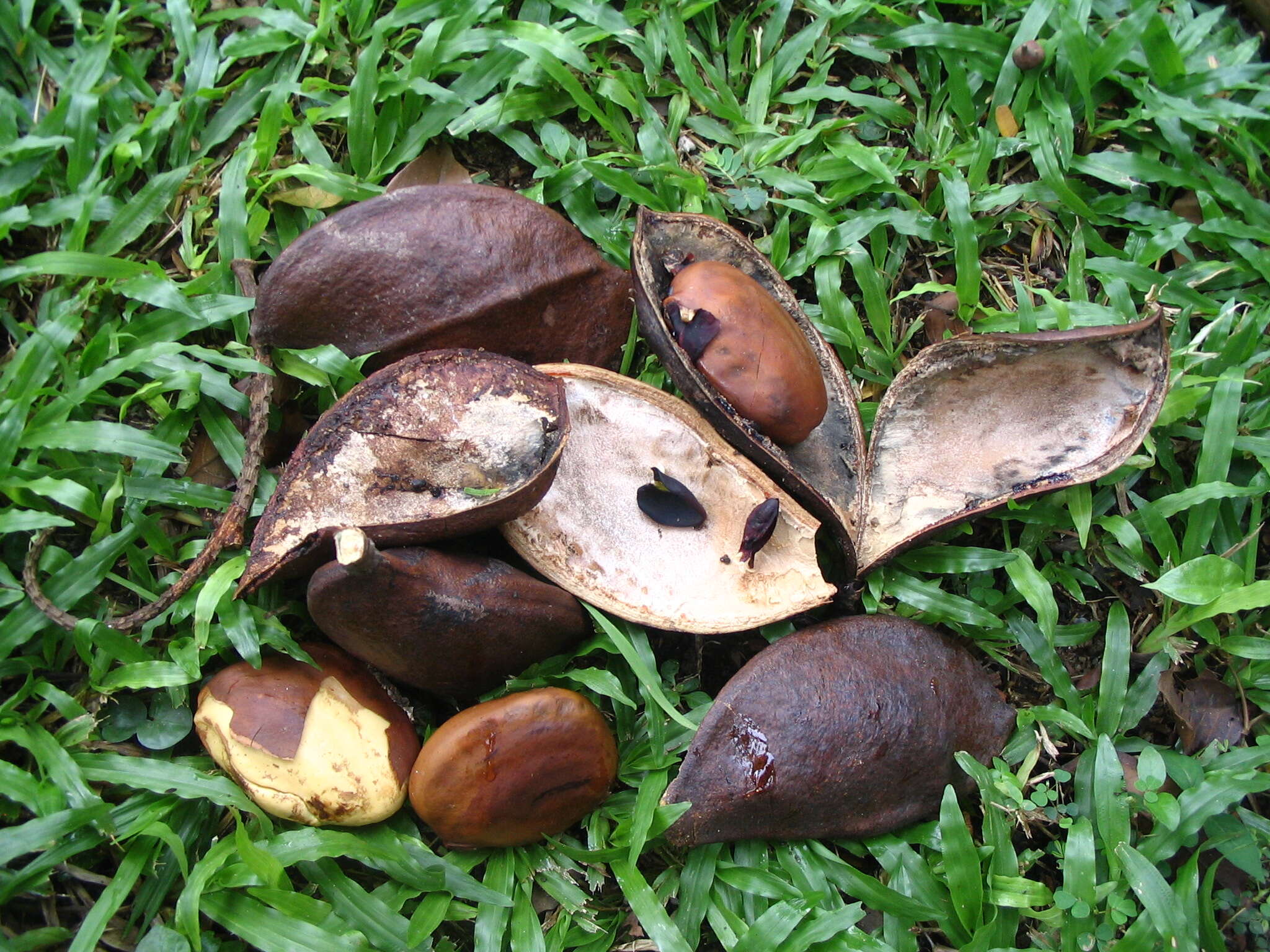 Image of Callerya atropurpurea (Wall.) Schot