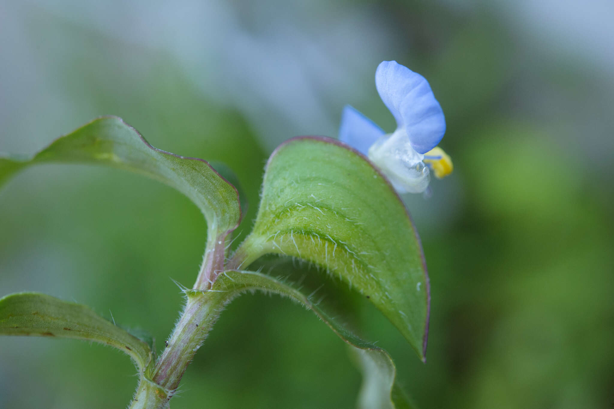 Image of Day Flower