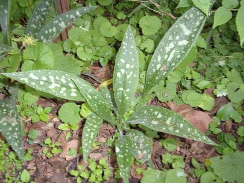 Image of Lungwort