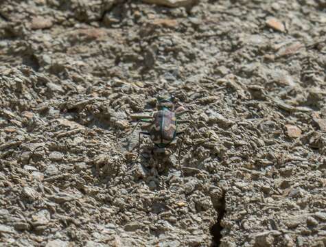 Image de Cicindela (Cicindela) limbalis Klug 1834