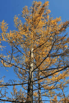 Image of Dahurian Larch