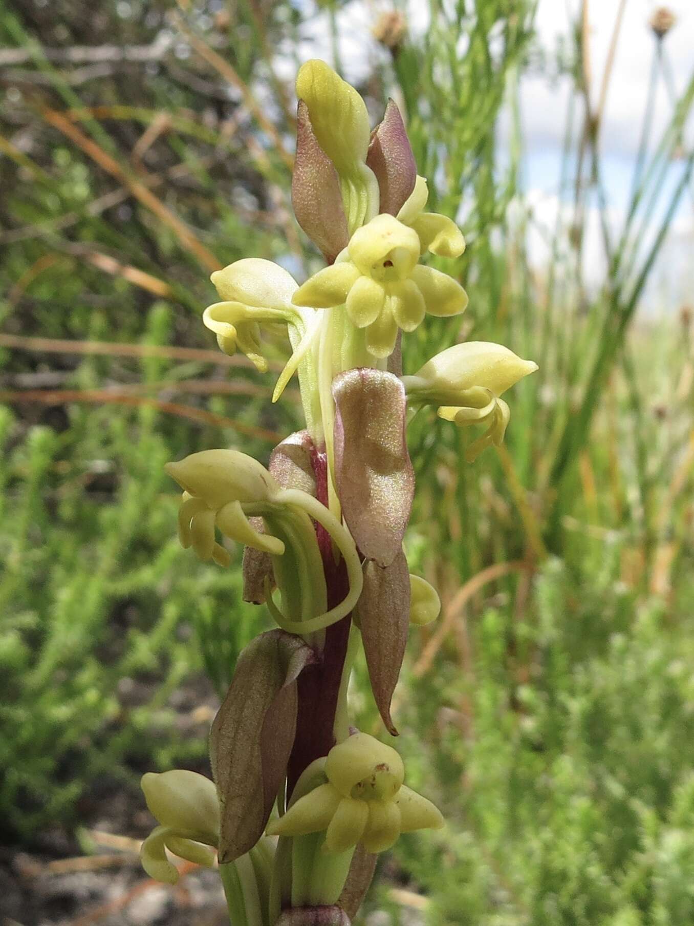 Image of Satyrium bicorne (L.) Thunb.