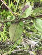 Eupatorium rotundifolium var. scabridum (Ell.) A. Gray resmi