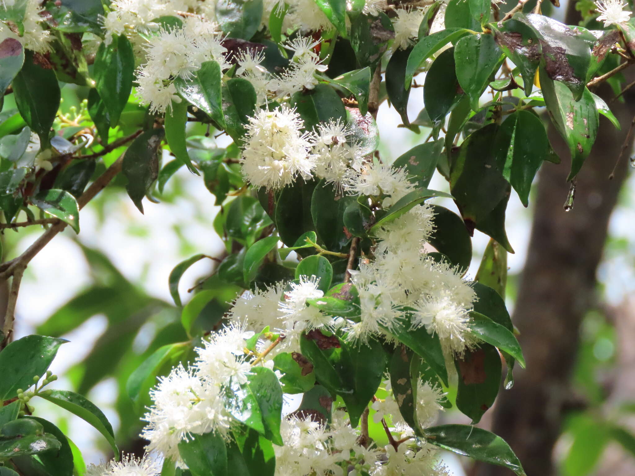 Eugenia biflora (L.) DC. resmi