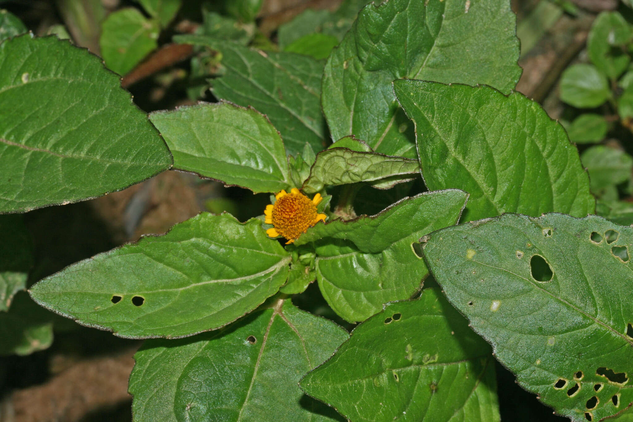 Image of Acmella ciliata (Kunth) Cass.