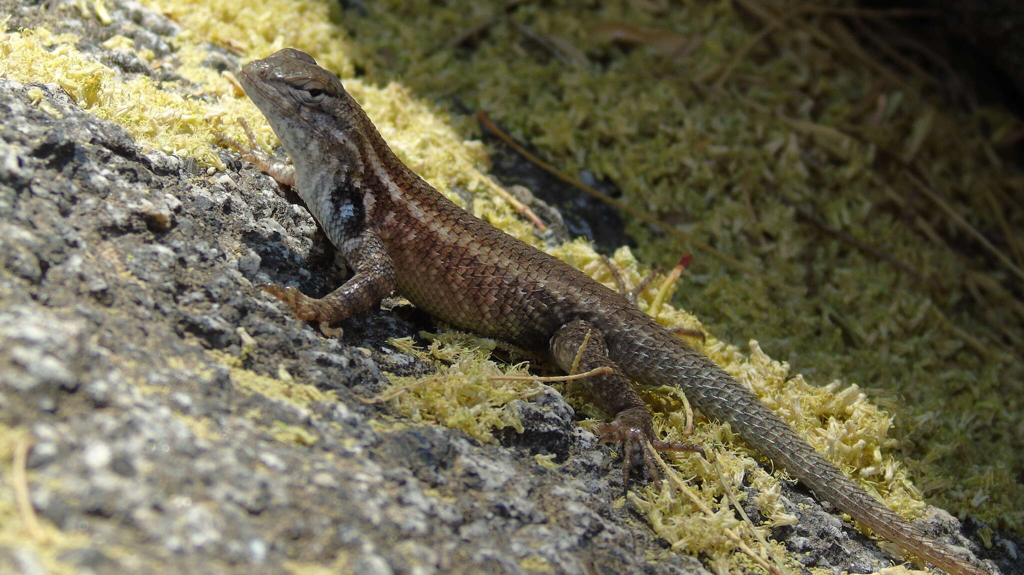 Plancia ëd Sceloporus licki Van Denburgh 1895