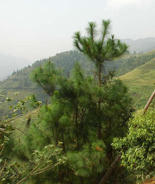 Image of Chinese Red Pine