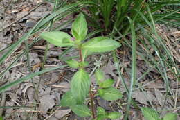 Image of Colombian Waxweed