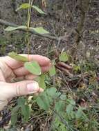 Imagem de Vicia pisiformis L.