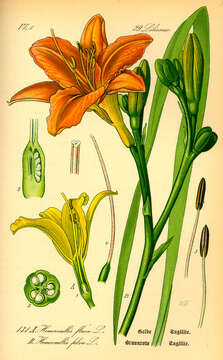 Image of lemon day-lily