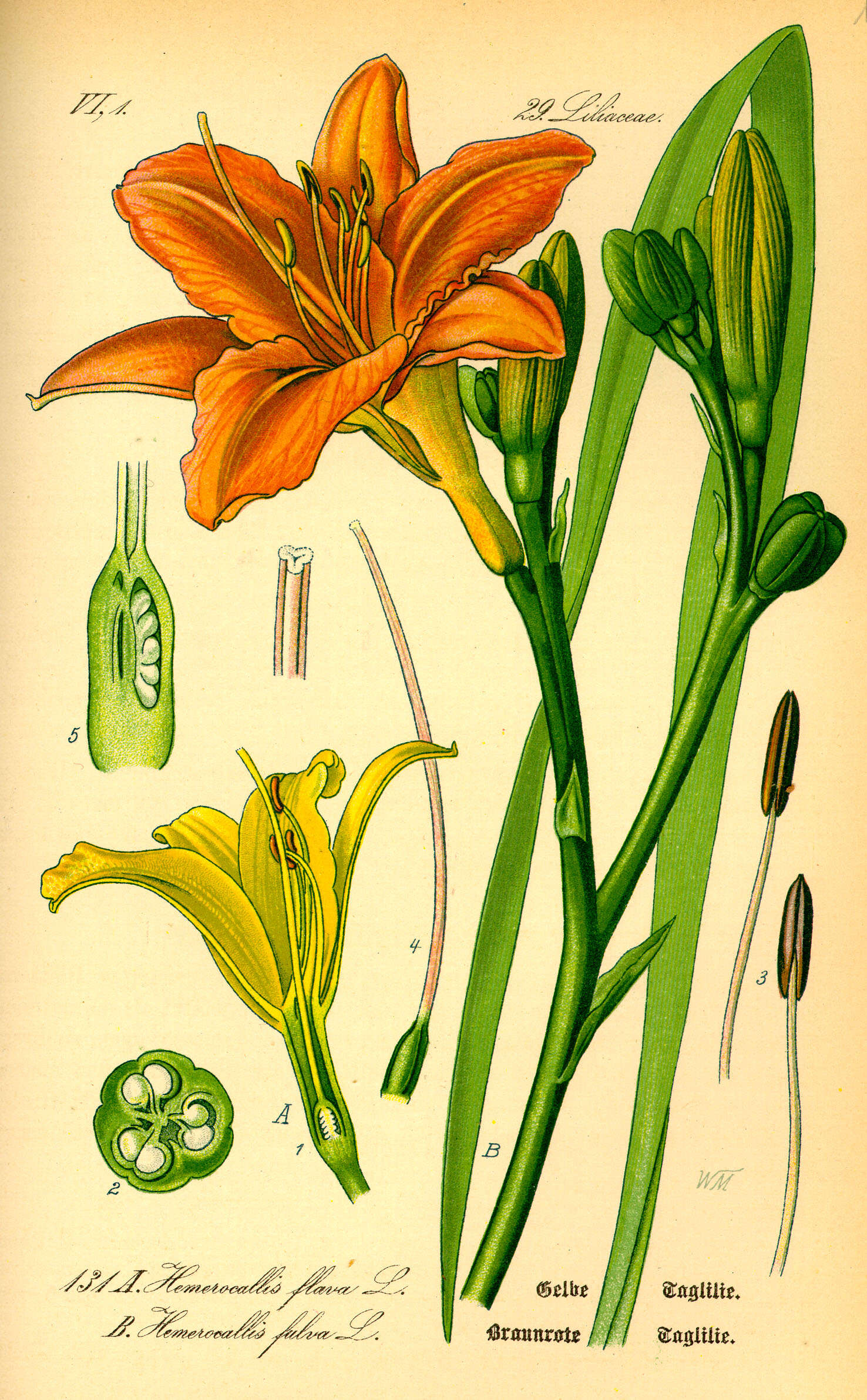 Imagem de Hemerocallis lilioasphodelus L.