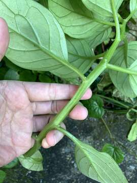 Image of Gynura elliptica Yabe & Hayata