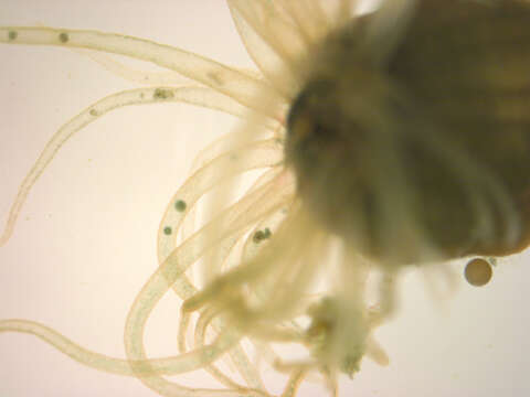 Image of Anemone