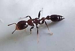 Image of Pseudomyrmex ejectus (Smith 1858)