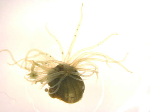 Image of Anemone