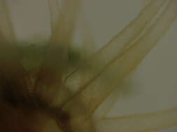 Image de anémone de mer