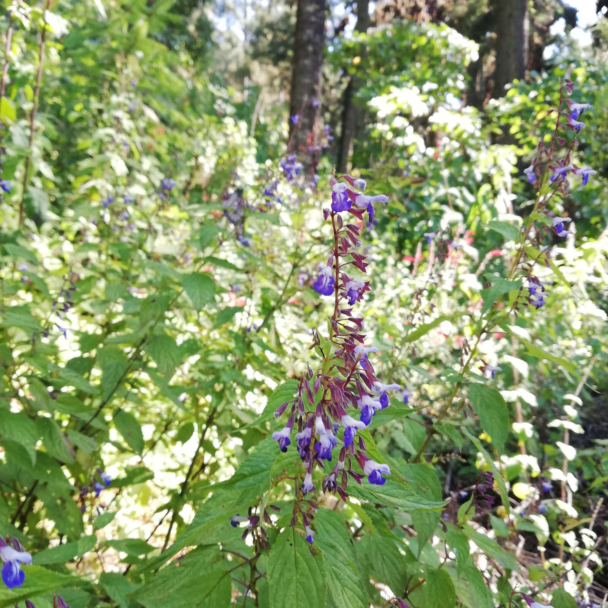 Imagem de Salvia plurispicata Epling