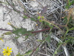 Image of Osteospermum dentatum Burm. fil.