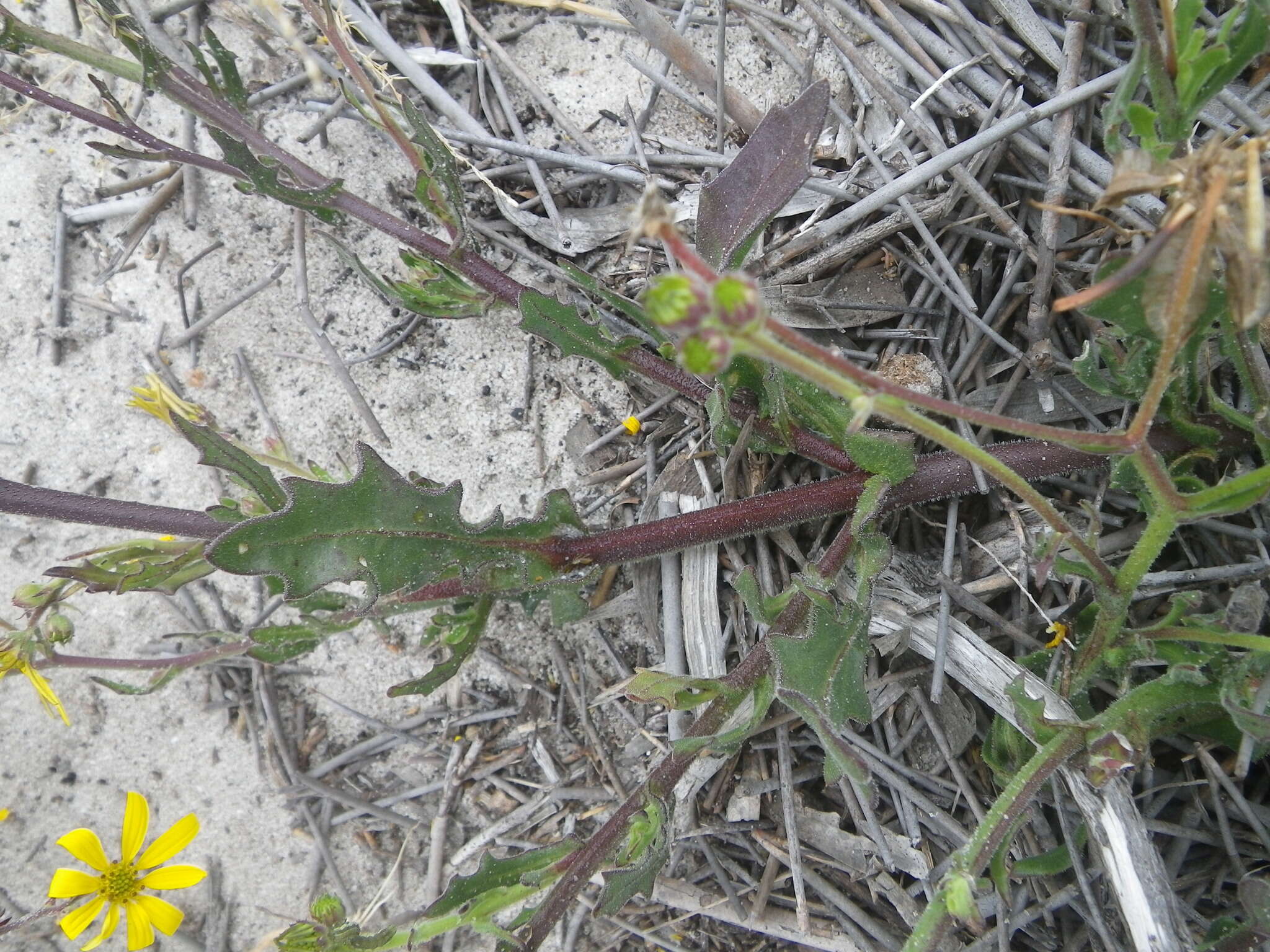 Image of Osteospermum dentatum Burm. fil.