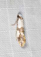 Image of Blotched monopis moth