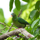 Image of Ptilinopus viridis pectoralis (Wagler 1829)