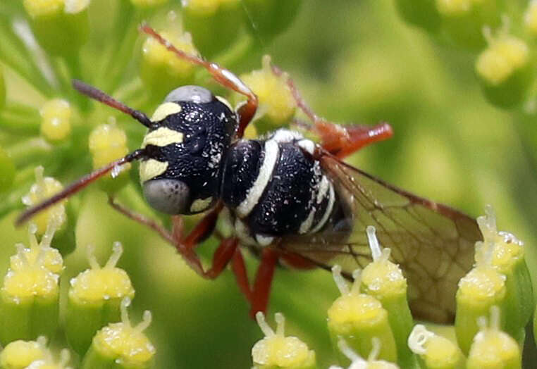 Image of Eucerceris tricolor Cockerell 1897