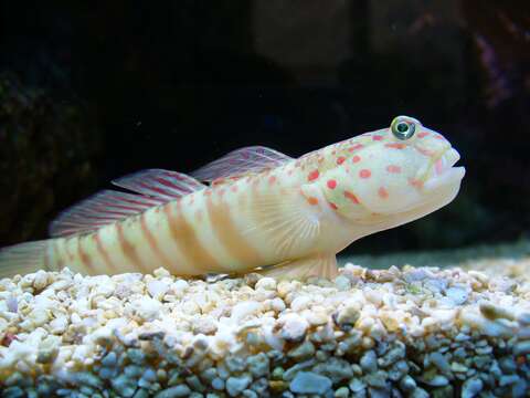 Image of Pink-speckled shrimpgoby