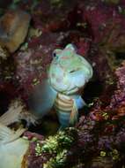 Image of Pink-speckled shrimpgoby