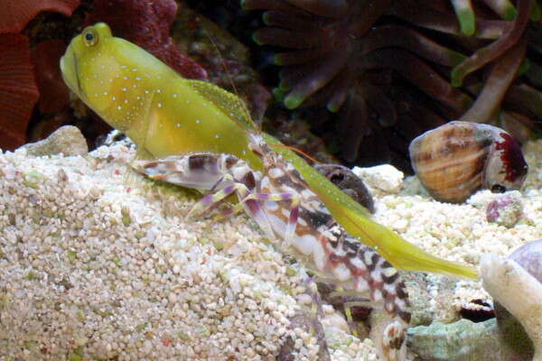 Image of Yellow prawn-goby