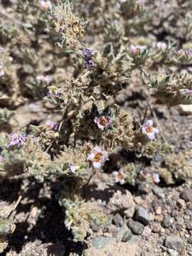 Image of Tiquilia atacamensis (Phil.) A. Richardson