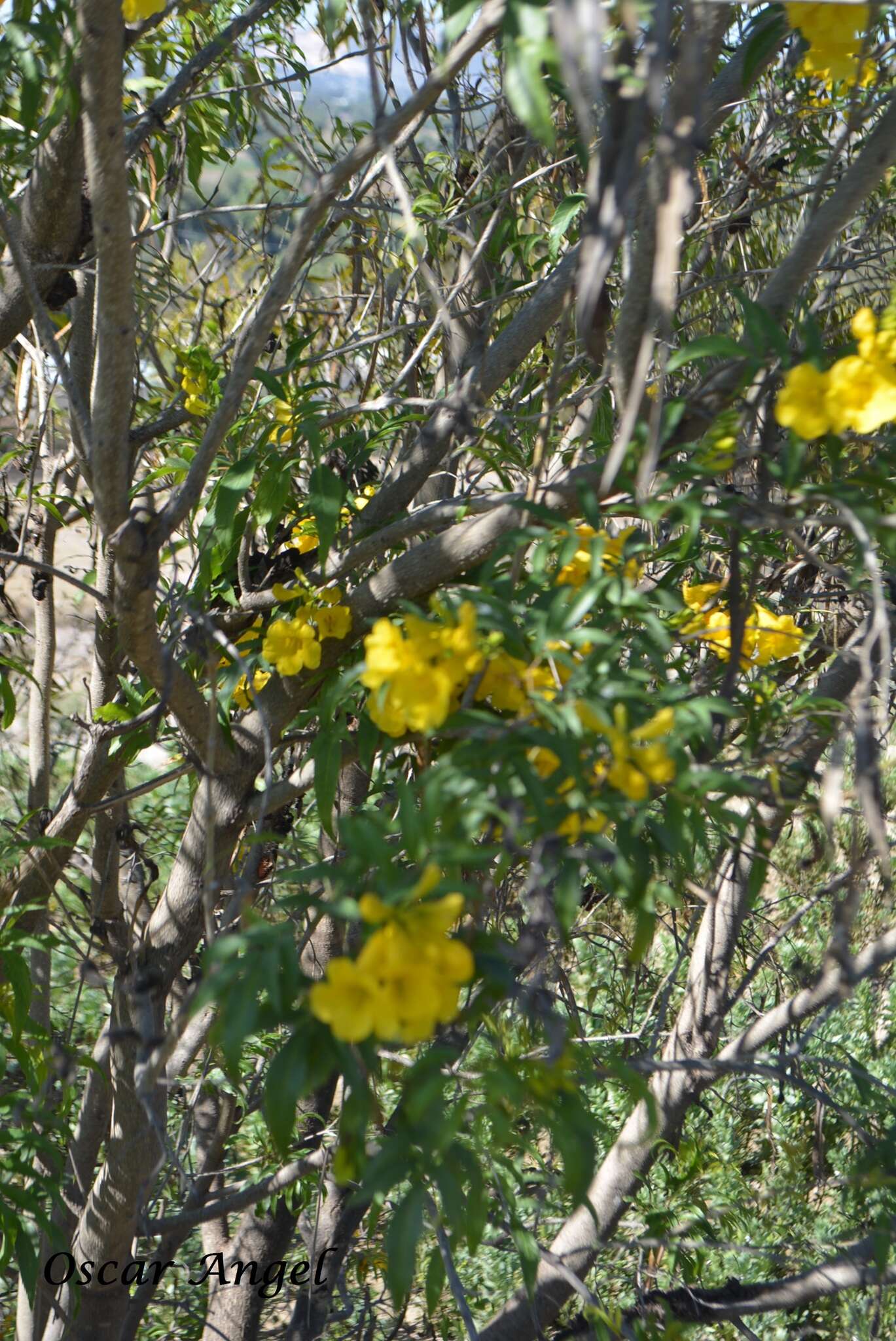 Image of Yellow bells