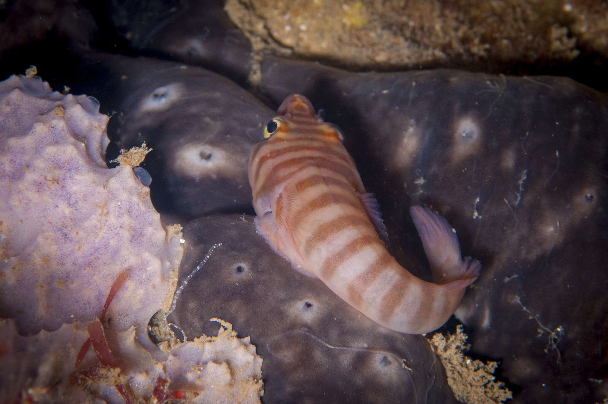 Image of Tasmanian clingfish