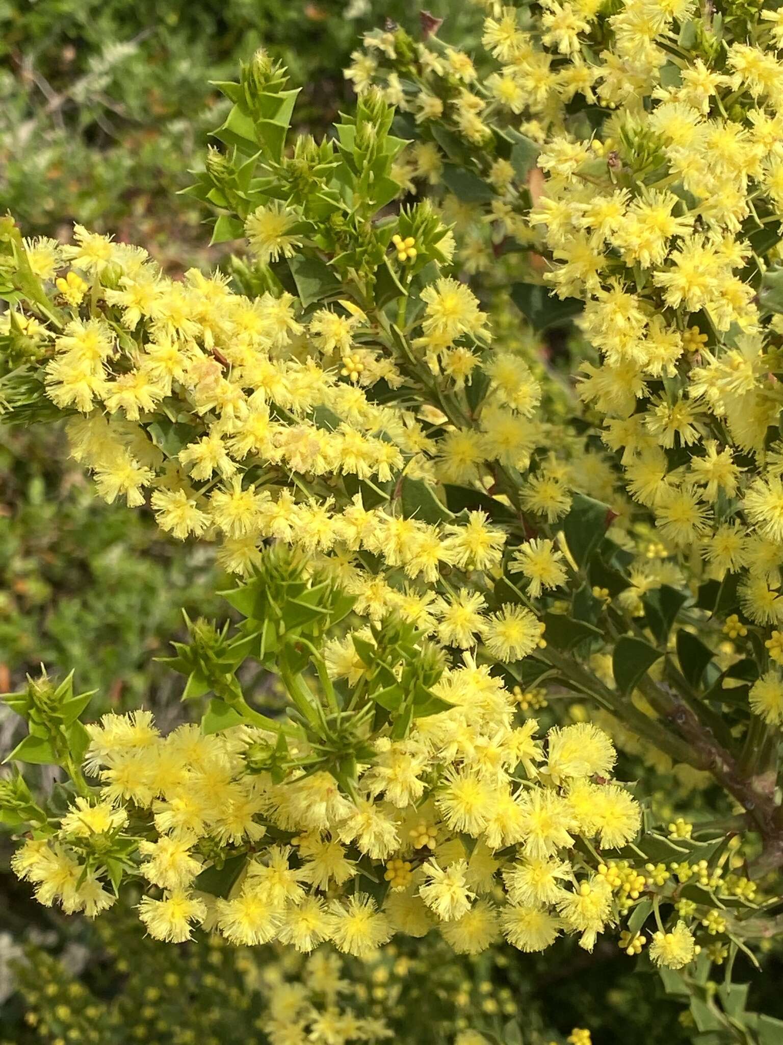 Acacia littorea Maslin的圖片