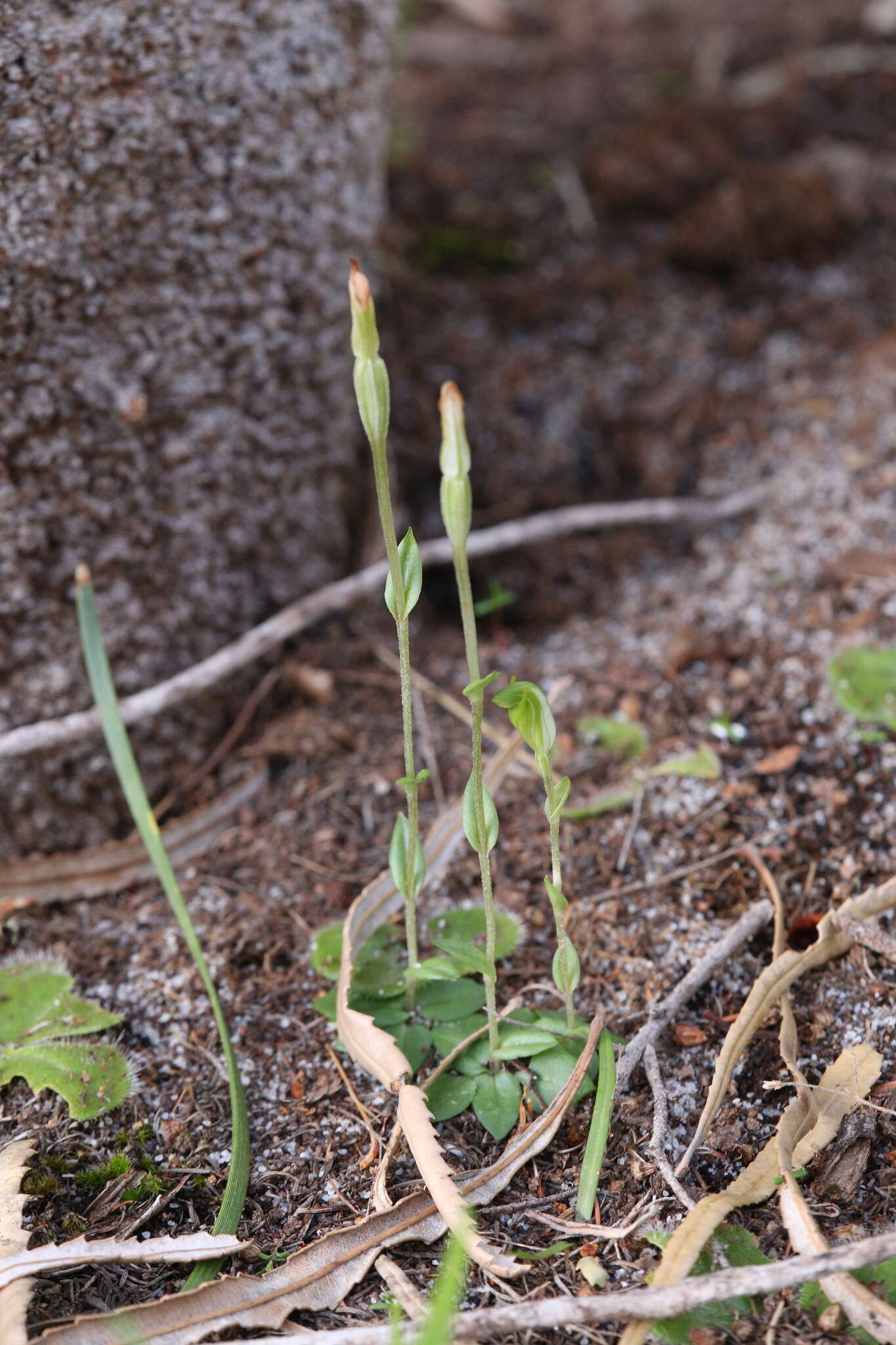 Image of Pterostylis ectypha