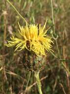 Plancia ëd Centaurea collina L.