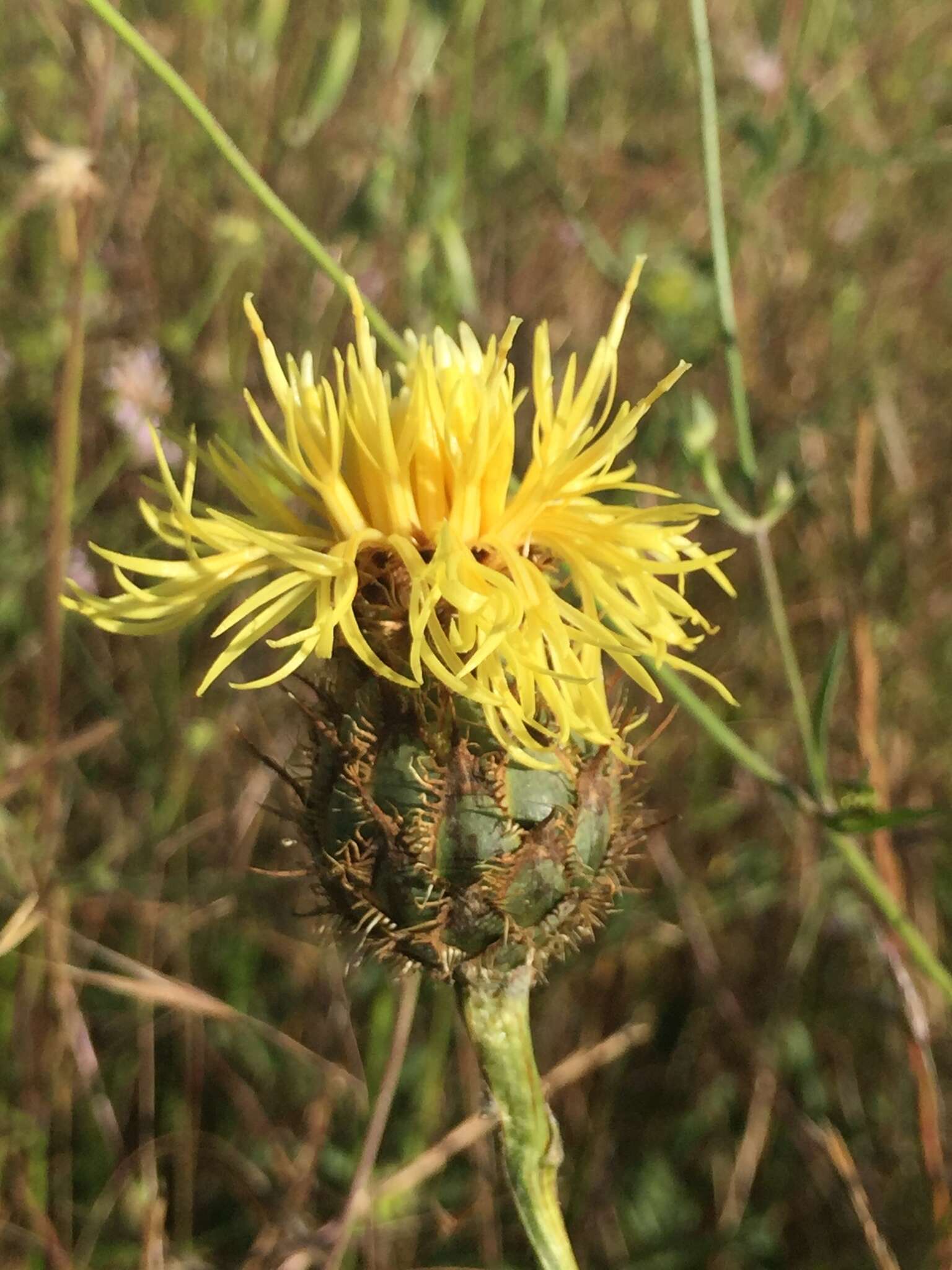 Plancia ëd Centaurea collina L.