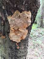 Image of Phellinus chrysoloma (Fr.) Donk 1971