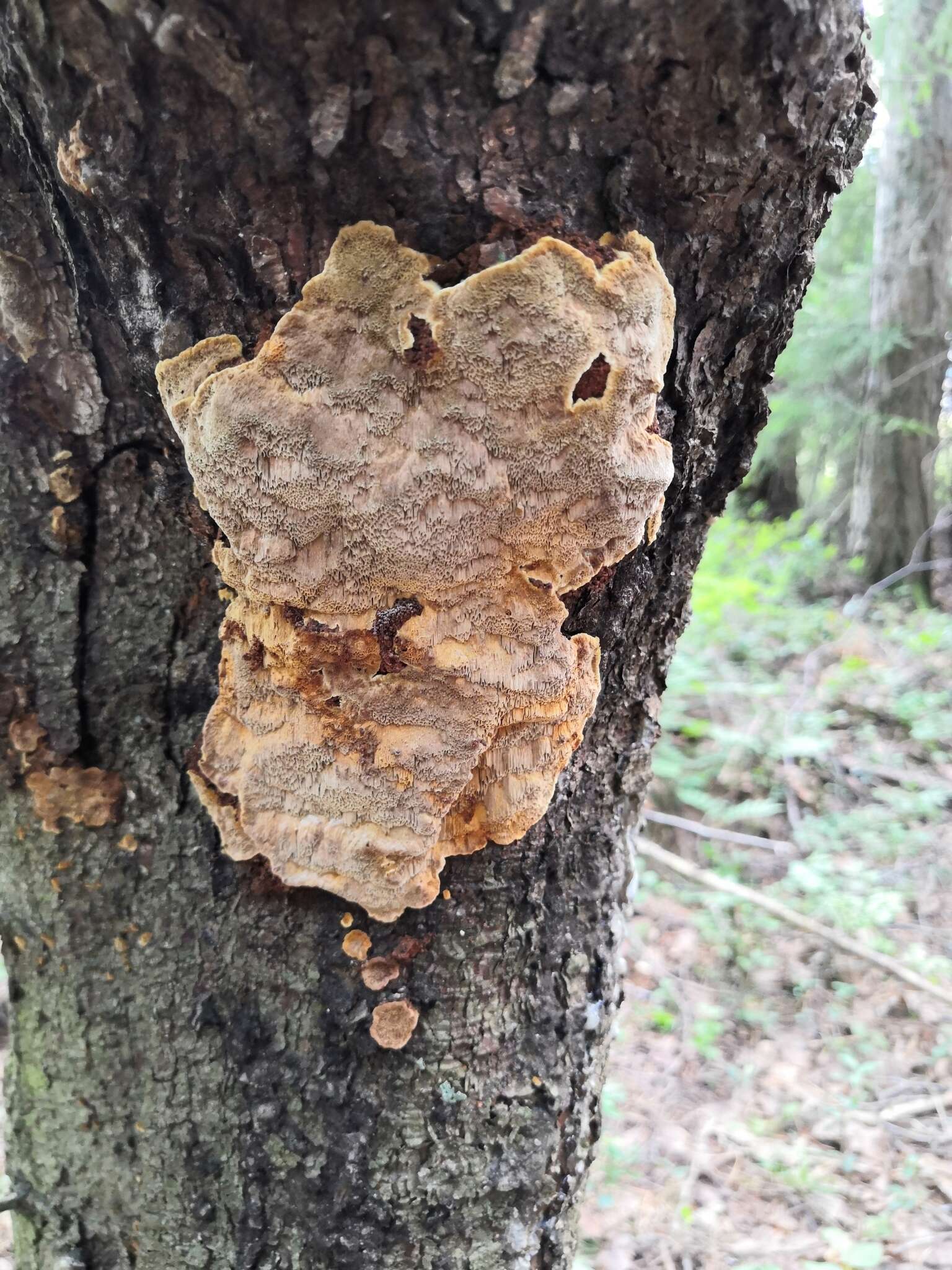 Image of Phellinus chrysoloma (Fr.) Donk 1971