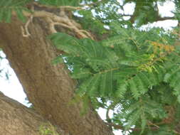 Image of African Locust Bean Tree