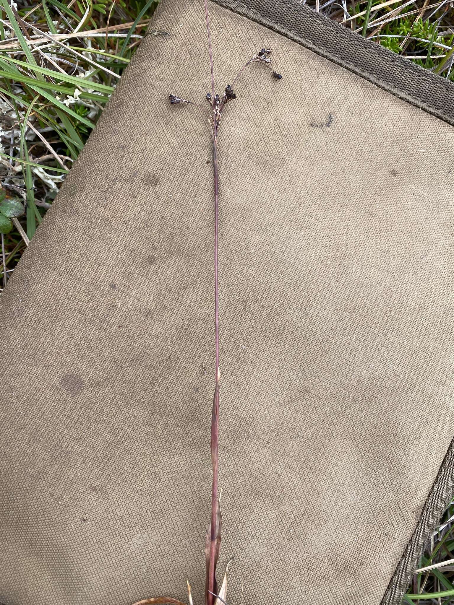 Image of Wahlenberg's Wood-Rush