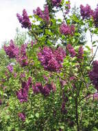 Image of Common Lilac